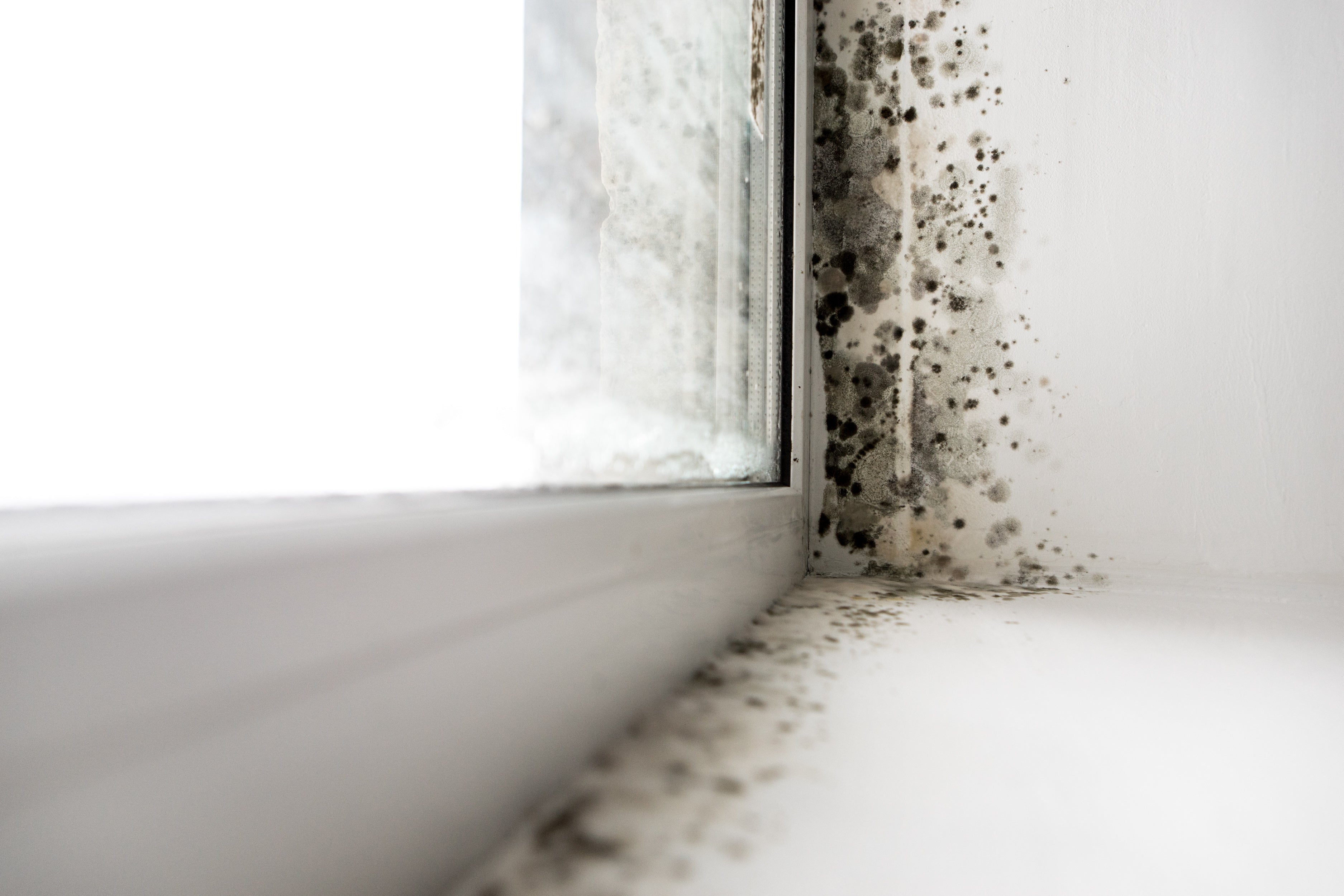 Mold in Your Home: Health Risks and What You Can Do About It
