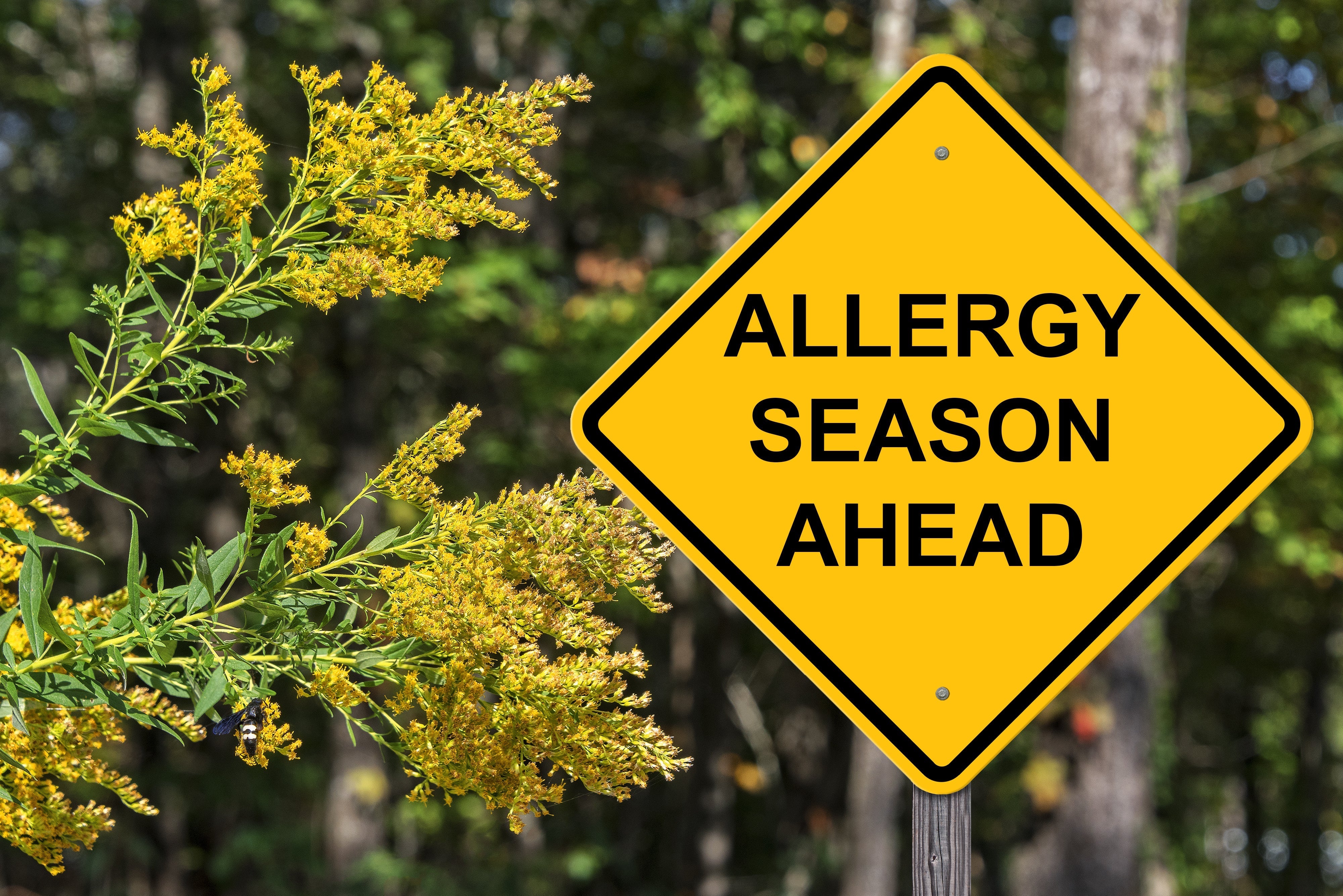 The Official Home Allergy-Proofing Checklist