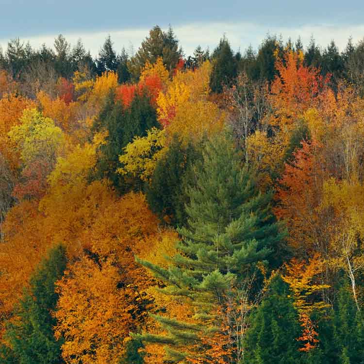Allergen Report: What's in the Air This October