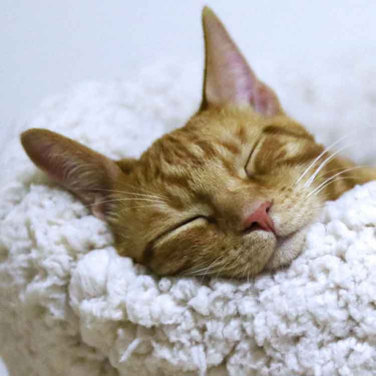Sleep Better With Cleaner Air