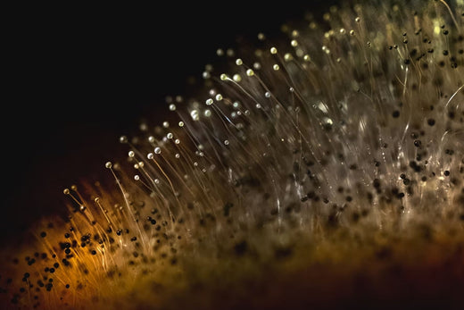April Showers Bring… Mold and Mildew?