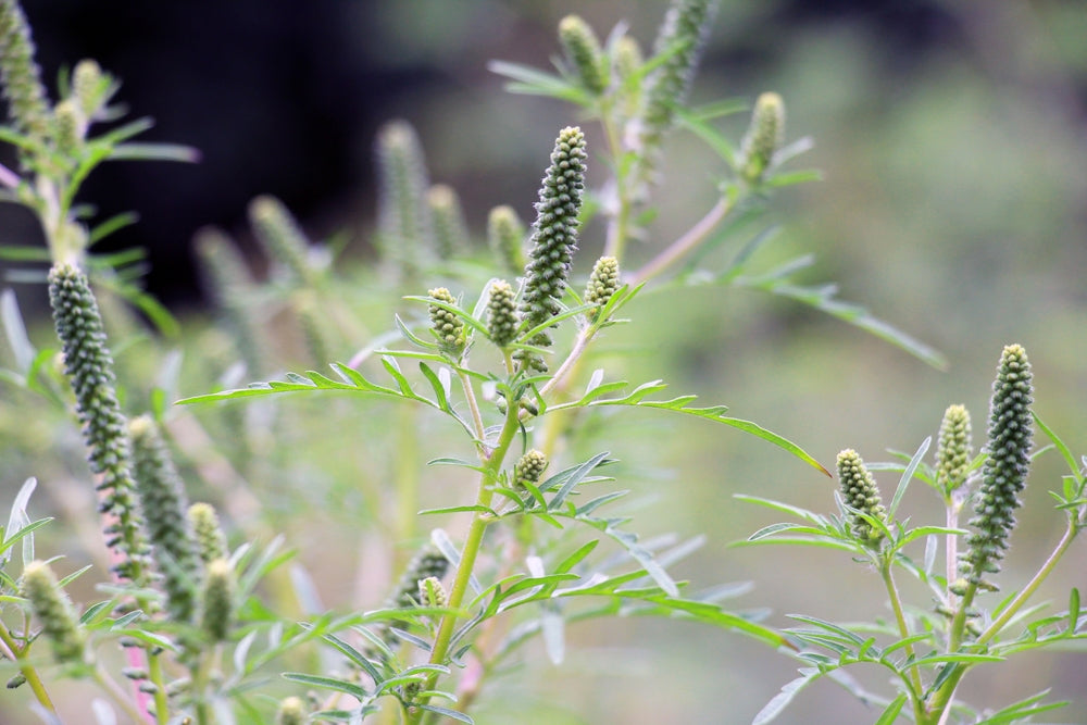 Ragweed Guide: When, How, and Why You Should Protect Your Home from Pollen