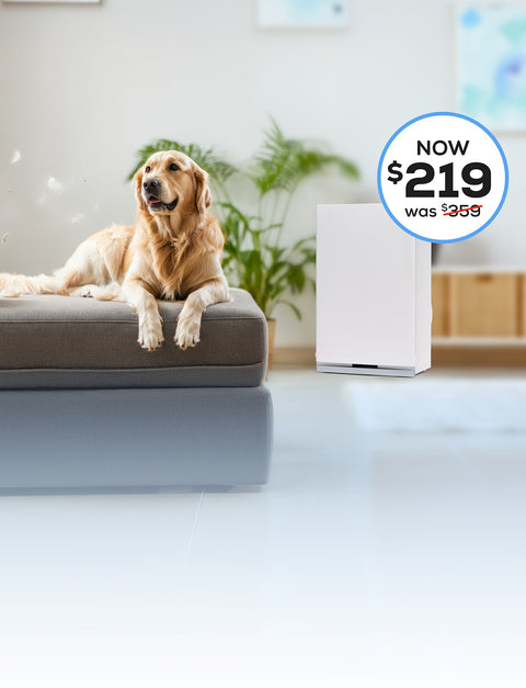Brown dog on a cushion with an air purifier in the background and a blue outlined circle that says "Now $219"