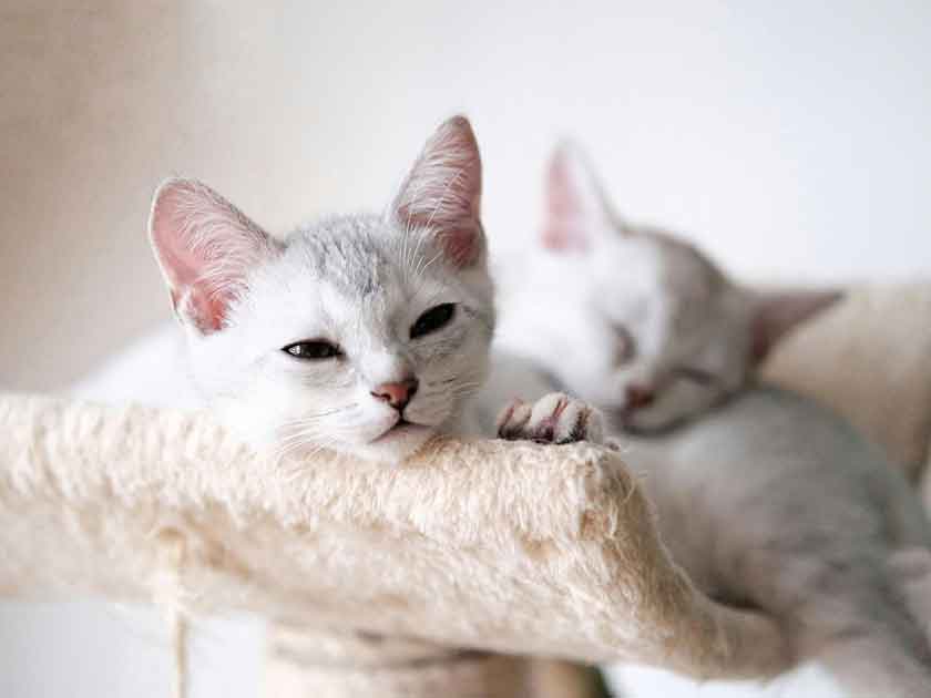 Two white cats on a cat tree with a plain background
