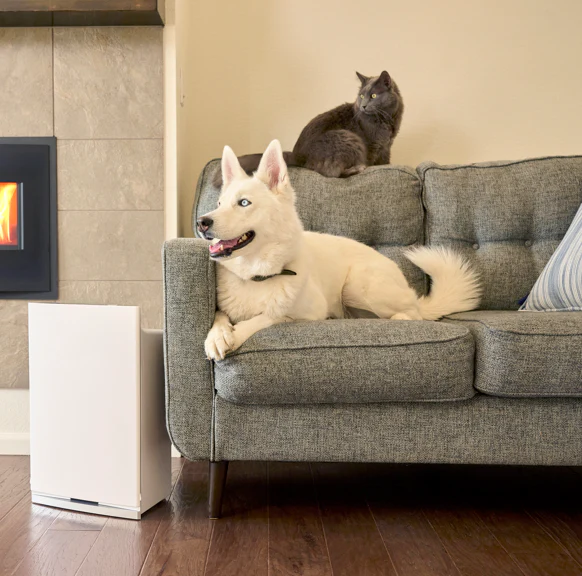 Can Air Purifiers & Humidifiers Coexist?