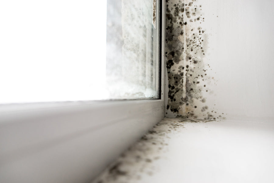 Mold in Your Home: Health Risks and What You Can Do About It