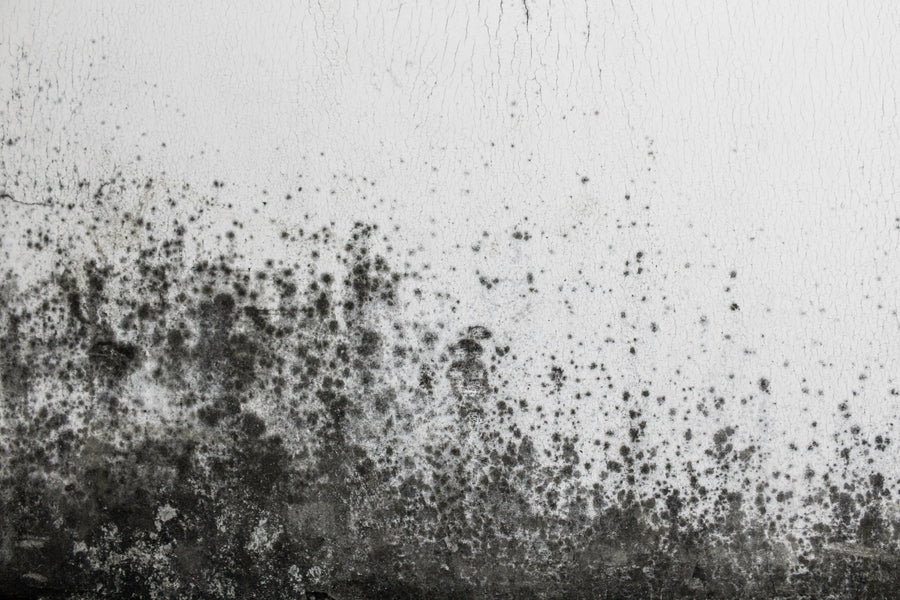 White Snow, Black Mold? This Unwanted Visitor Thrives in Winter, Too