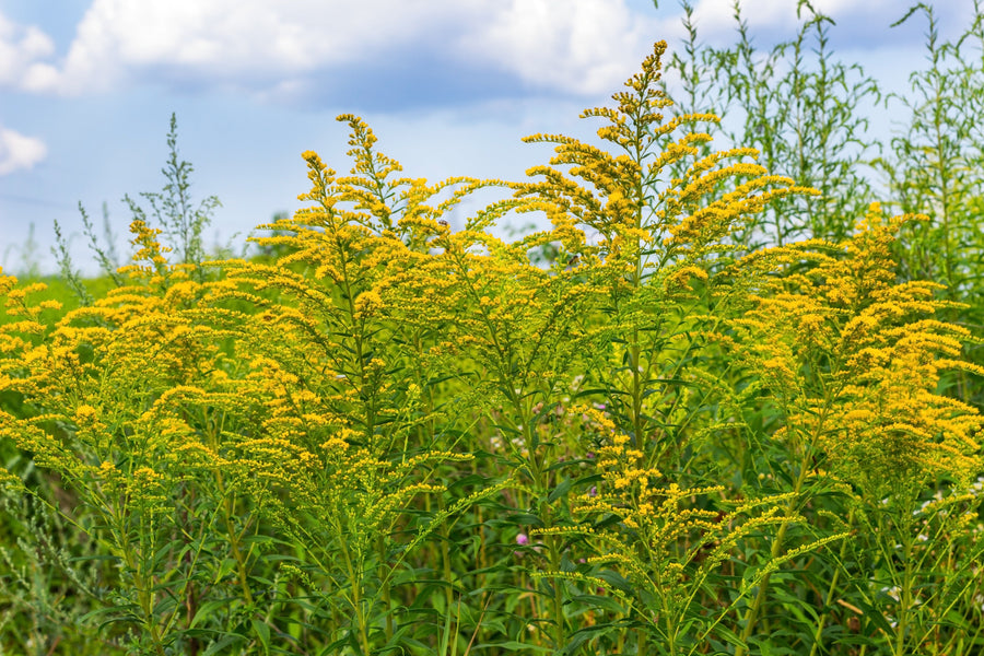Ragweed Guide: When, How, and Why You Should Protect Your Home from Pollen