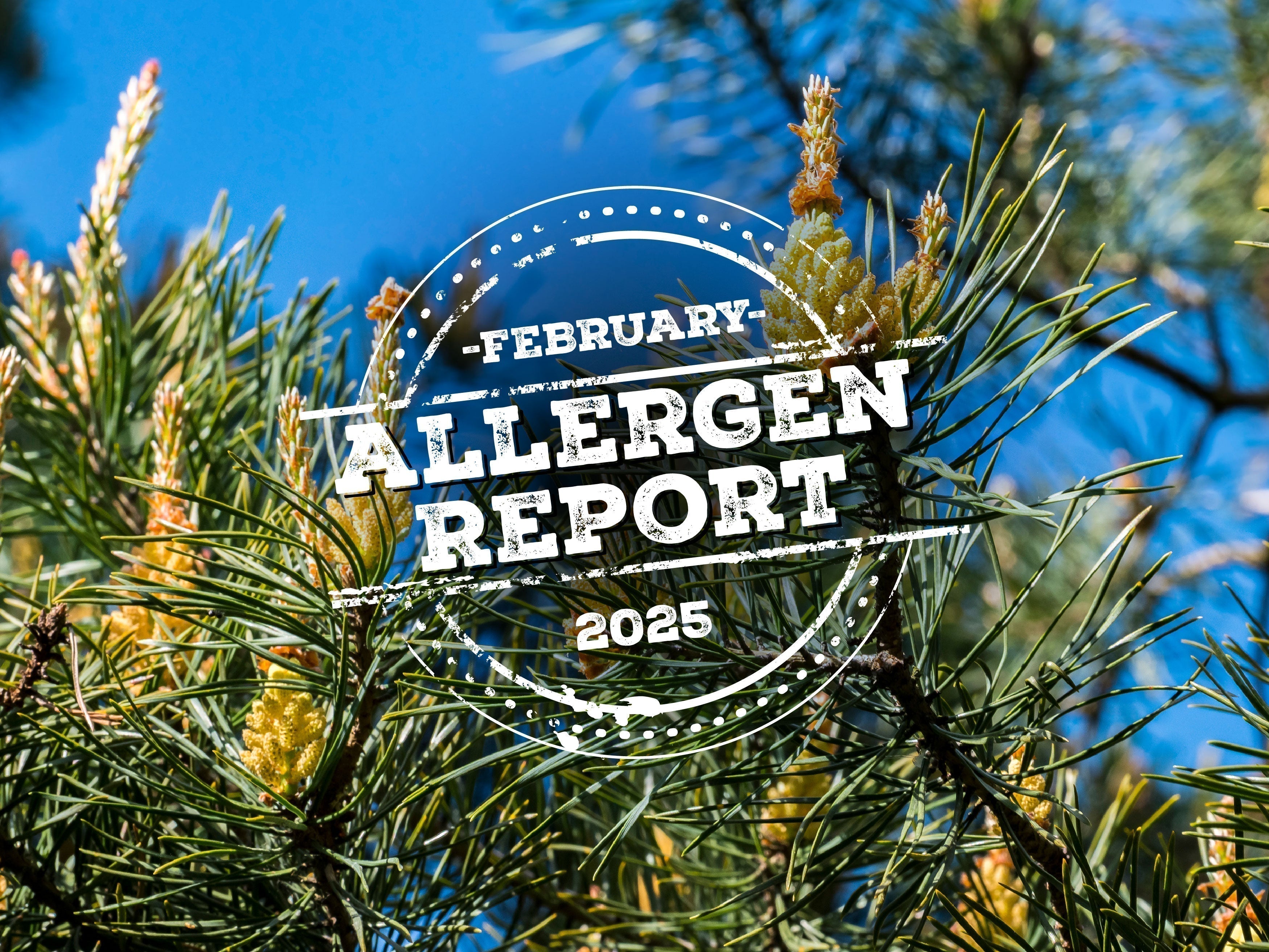 Allergen Report: What's in Your Air This February