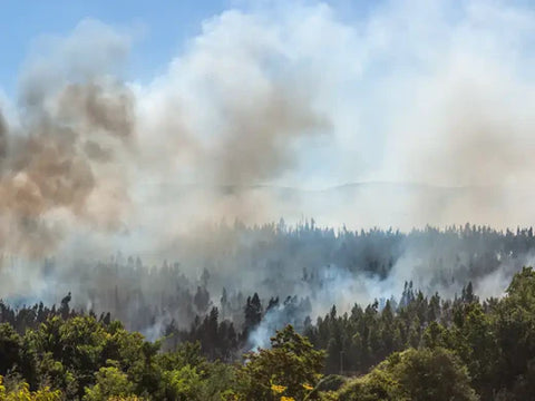 Wildfire Smoke and Indoor Air Quality: Why an Air Purifier is Essential