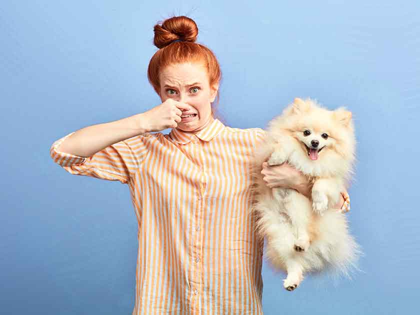 Can Air Purifiers Help with Pet Odor Problems?