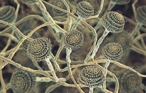 Understanding the Dangers of Black Mold Exposure & How To Prevent It