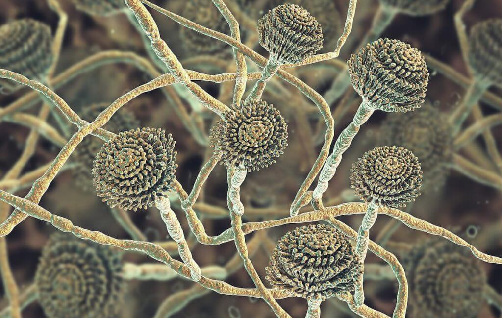Understanding the Dangers of Black Mold Exposure & How To Prevent It