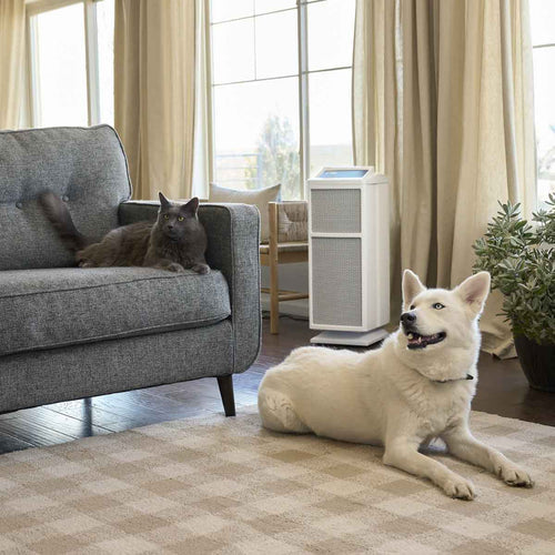 5 Ways To Keep Pet Odors At Bay