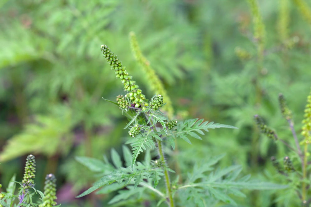 What is Ragweed And Why Does It Cause So Much Trouble?
