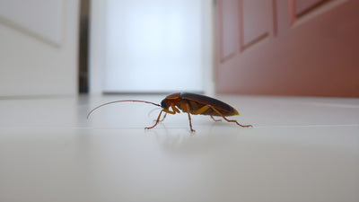 Cockroach Allergens