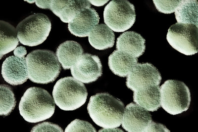 Mold Spores