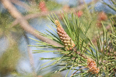 Tree Pollen