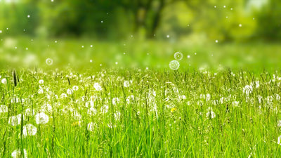 Grass Pollen