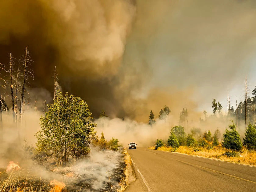 Road with a vehicle surrounded by smoke and trees affected by a fire