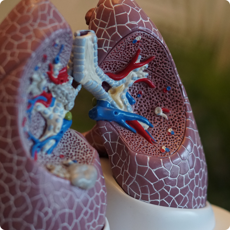 How ultrafine particles affect the lungs.